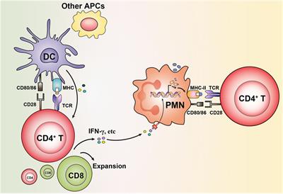 Granulocytes: New Members of the Antigen-Presenting Cell Family